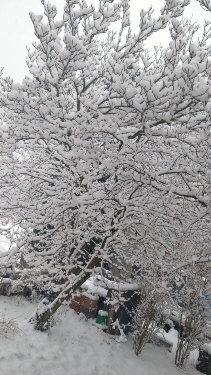 ein von schnee bedeckter baum